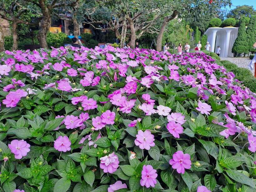 Bana Hills & Golden Hand Bridge Tour from Hoi An/ Da Nang - Flower gardens, a wine cellar, and Linh Ung Pagoda