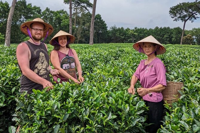 Bavi Eco Tour: Immerse in Authentic Village Life Outside Hanoi - Tea picking with Duoc in Ri Village