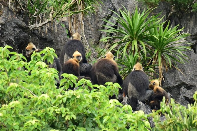 BEST UNIQUE 3-Day Halong Bay Cruise, Lan Ha & Cat Ba Island - What the $165.90 price really covers