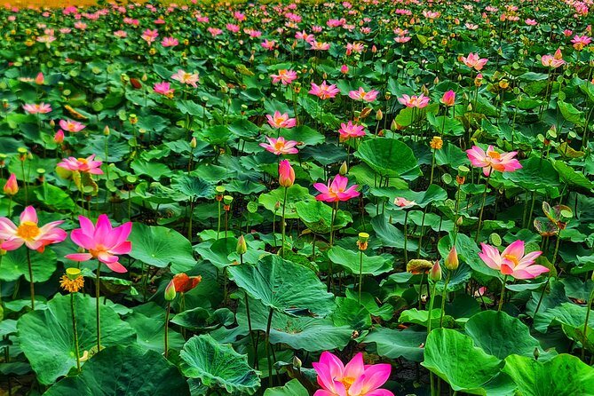 Bicycle Tour Through Peaceful Villages - Rice fields and the open Mekong Delta