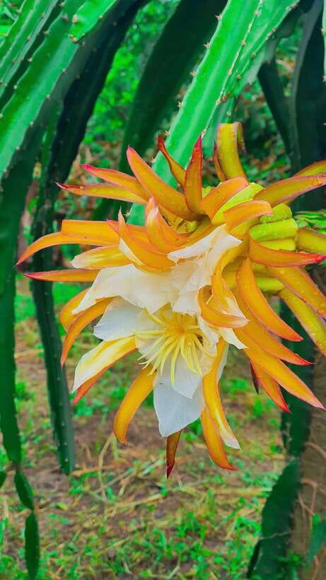 Can Tho: Authentic Mekong Delta – Real Local Life Tour. - Walking through a local village and fruit garden