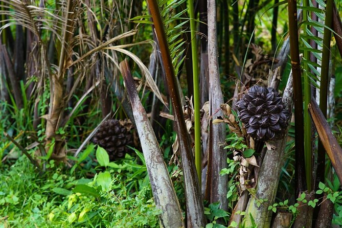 Can Tho Floating Market and Fruit Garden Tour - Who will get the most from this morning