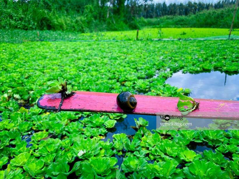 Can Tho: Lung Ngoc Hoang Forest Nature Reserve Half-Day Tour - Why Lung Ngoc Hoang is worth the trip from Can Tho