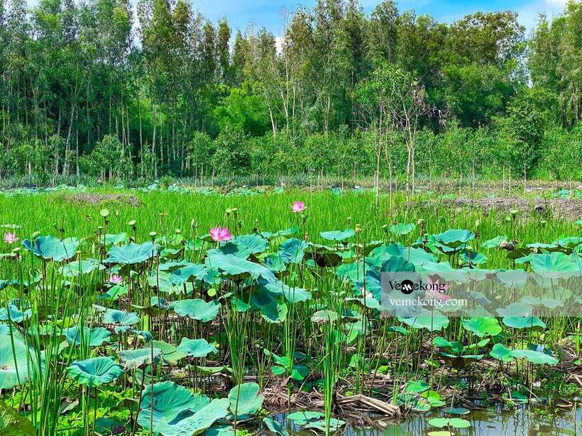 Can Tho: Lung Ngoc Hoang Forest Nature Reserve Half-Day Tour - The easy forest walk, with a boat alternative