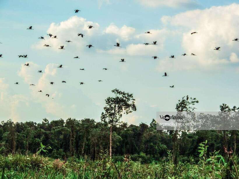 Can Tho: Lung Ngoc Hoang Forest Nature Reserve Half-Day Tour - The old giant ficus and the Mekong’s wartime past