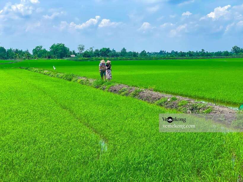 Can Tho: Lung Ngoc Hoang Nature Reserve & Forest Tour - The giant ficus tree and wartime stories