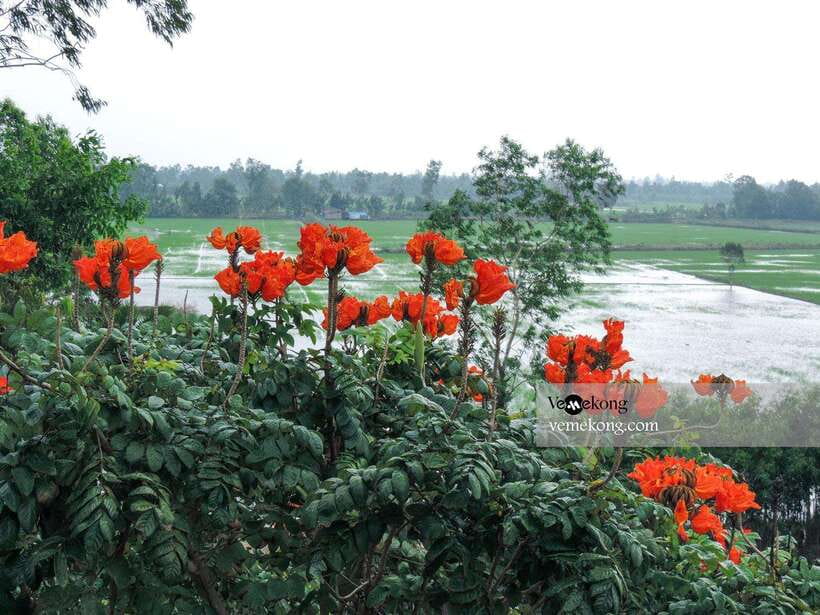 Can Tho: Lung Ngoc Hoang Nature Reserve & Forest Tour - Should you book the Lung Ngoc Hoang tour?
