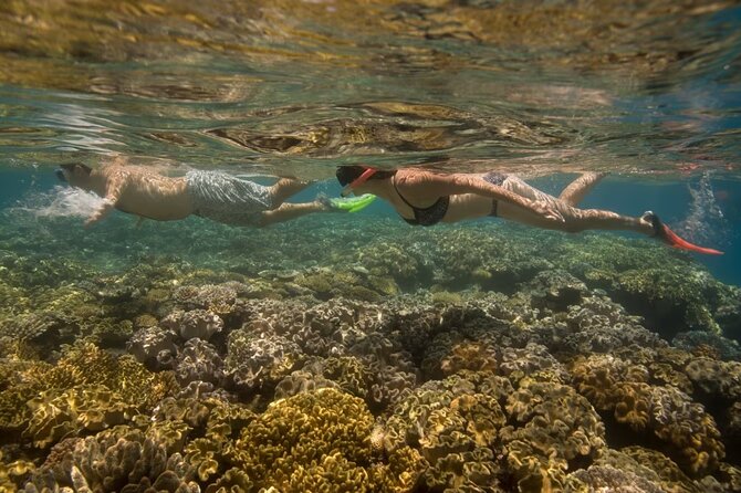 Cham Island Daily-Snorkeling(Optional:Pick up at Cua Dai Port) - Lunch with local seafood and vegetables