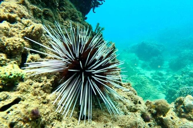 Cham Island Snorkeling Daily Group Tour, Sunbathing, nice beaches - Guides, group size, and how the day feels