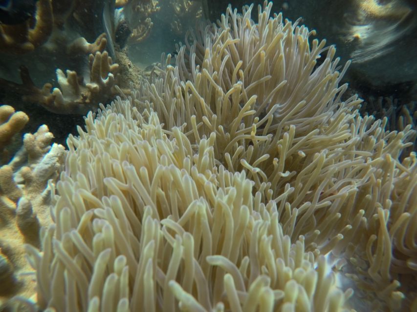 Cham Island: Underwater Walking & Snorkeling Tour - Should you book it?