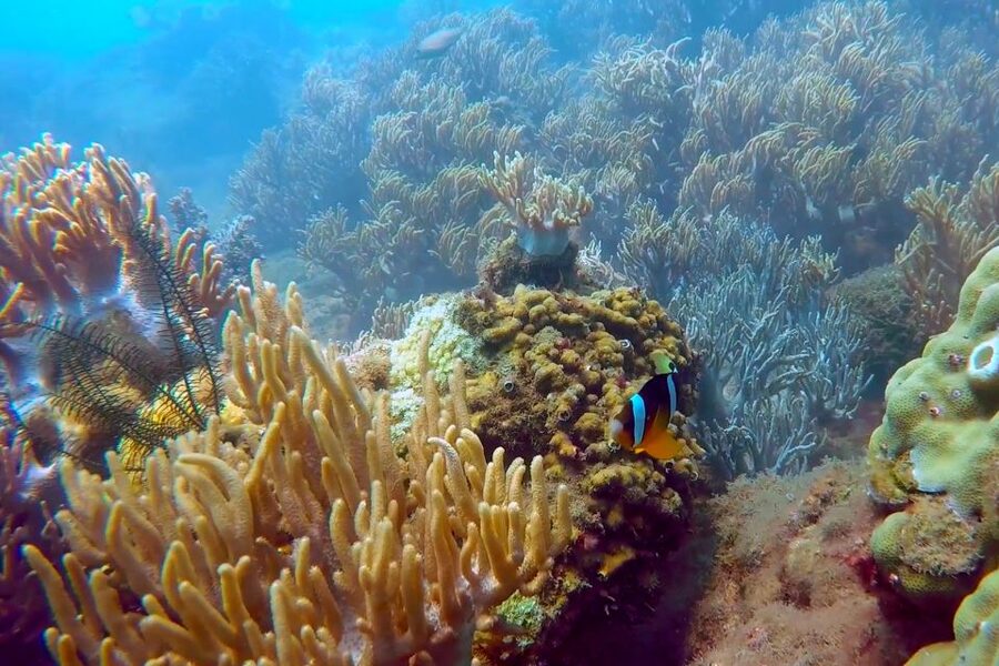 Cham Island: Underwater Walking & Snorkeling Tour - What the water conditions mean for your day