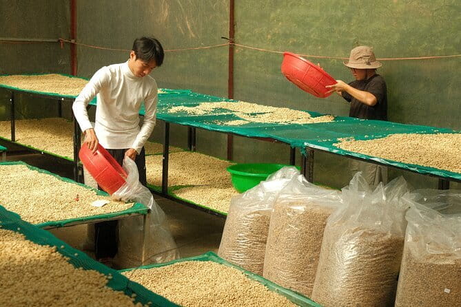 Coffee Farm Tour with Roasting & Tasting Workshop - Da Lat - Roasting and brewing your own coffee