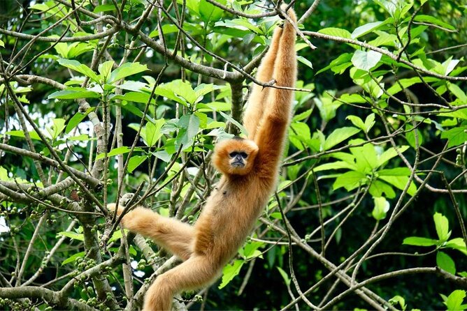 Cuc Phuong National Park Private Day Tour: Trekking & Primates - Lunch in a Jungle Stilt House