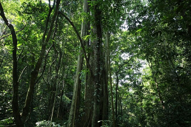 Cuc Phuong National Park Private Day Tour: Trekking & Primates - Entering Động Người Xưa, the Cave of Prehistoric Man