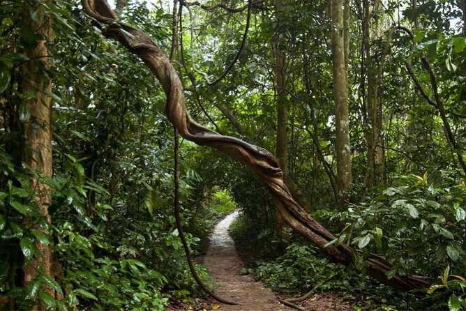 Cuc Phuong National Park Private Day Tour: Trekking & Primates - Final Verdict: A Full Day That Earns Its Place