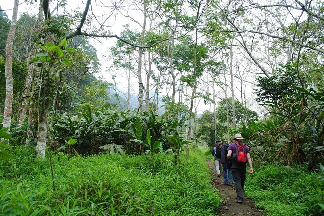 Cuc Phuong National Park Private Day Tour: Trekking & Primates - Hiking Toward the Thousand-Year-Old Tree