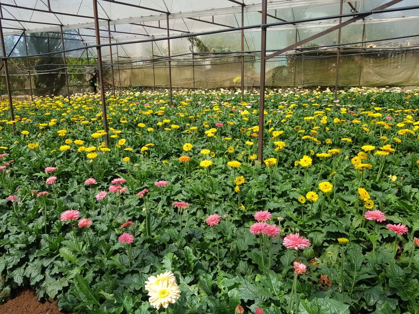 Dalat: Countryside Tour with Silk Village & Elephant Falls - Linh Quang Temple and the pink grass hill