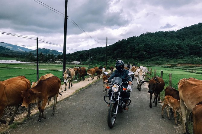 Dalat Go Kart - Mongoland & Dalat Countryside Group Tour - What to expect at Elephant Falls