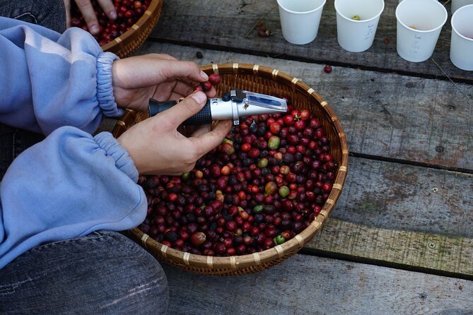 Dalat's countryside|Coffee Plantations Tour beyond Elephant falls - The Coffee Lab and Roasting Room