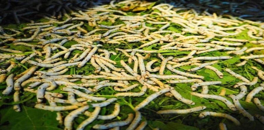 Discover Traditional Silk Process in Hoi An Silk Village - Key points to know before you go