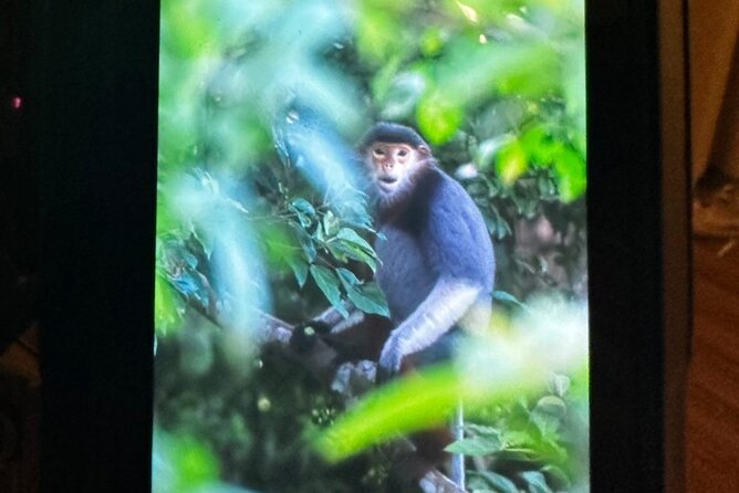 Endangered Monkeys Watching - Red Shanked Douc Langurs - Learning from local guides and photographers