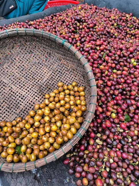 Experience specialty coffee with sustainable coffee farmers - What makes this Da Lat coffee class different