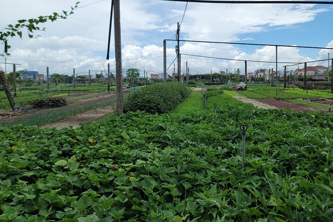Explore Hoi An ancient town and local villages with a local guide - Tra Que Vegetable Village and the local table