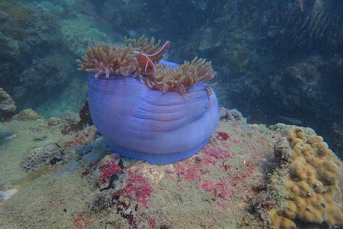 Explore Nha Trang Bay: Half-Day Snorkeling Adventure Tour - Breakfast, lunch, and the practical extras
