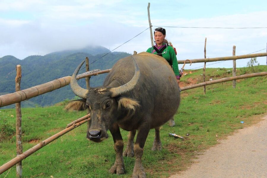From Hanoi: 2-Day Sapa Cultural Exchange Tour with Homestay - Guides, group size, and the human side of the trip