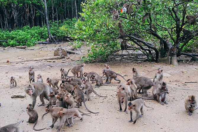 From Ho Chi Minh: Can Gio Trek – Monkey Island & Crocodile Farm - The guide can shape the whole day