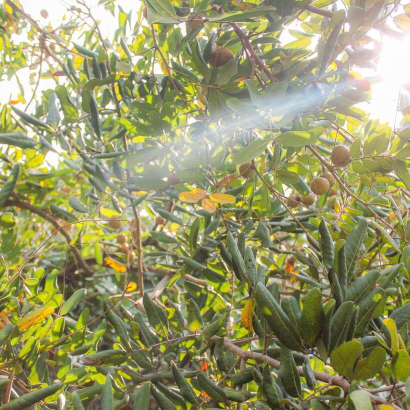 From Ho Chi Minh: Mekong Delta Small Group Day Trip - How much value do you get for $29?