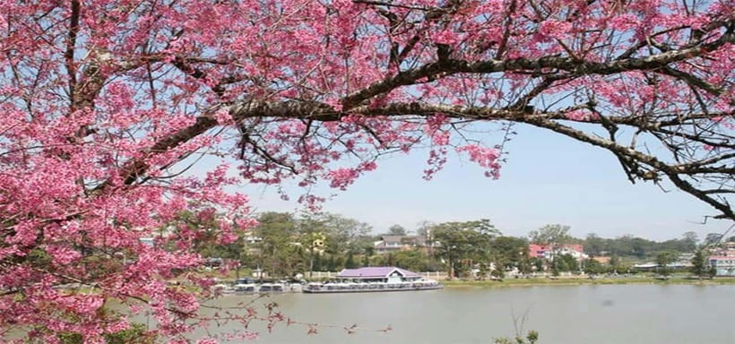 From Nha Trang: Best Seller Top Site Luxury Da Lat City Trip - Bao Dai Palace and Vietnam’s final emperor