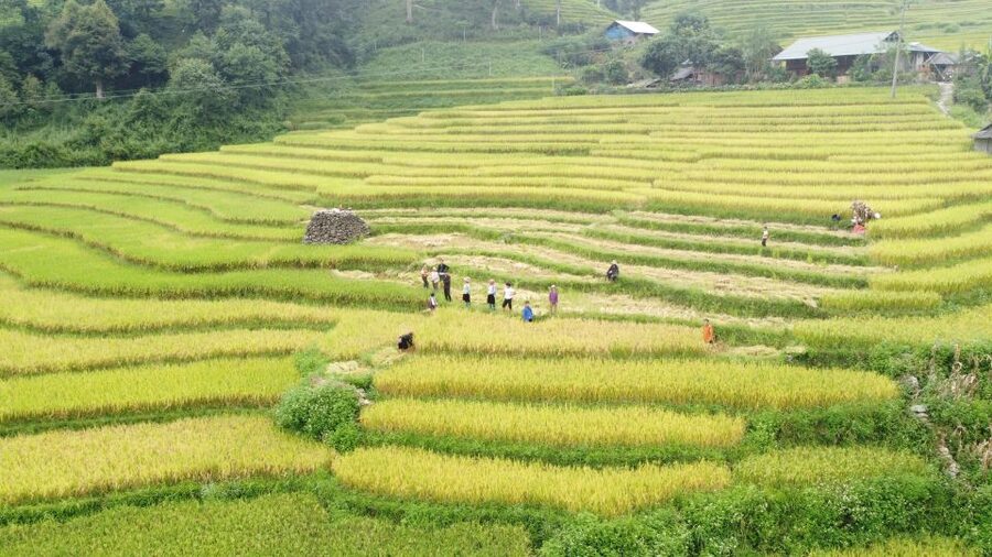 From Sapa: Terrace Fields and Local Villages Trek with Lunch - The return by shuttle