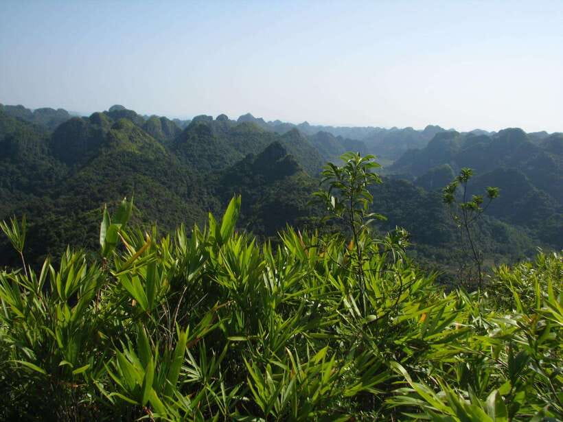Half Day Hiking to Cat Ba National Park with a Guide - Climbing Ngu Lam Peak through Cat Ba National Park