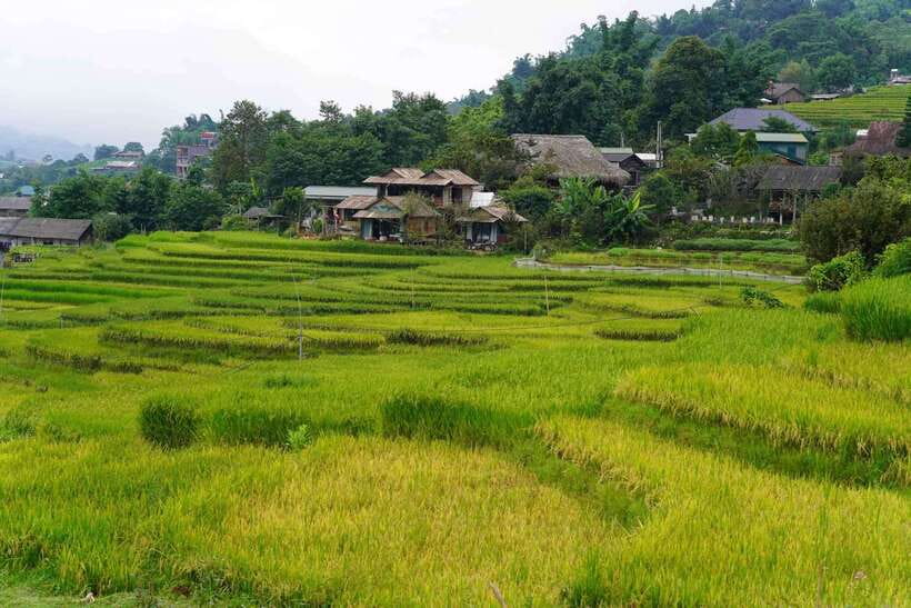 Half Day Sapa Trekking to Visit Lao Chai - Ta Van - The local guides are a major strength