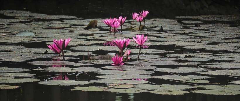 Hanoi: Ninh Binh, Tam Coc, Mua Cave & Hoa Lu with cycling - Guides, pacing, and group comfort