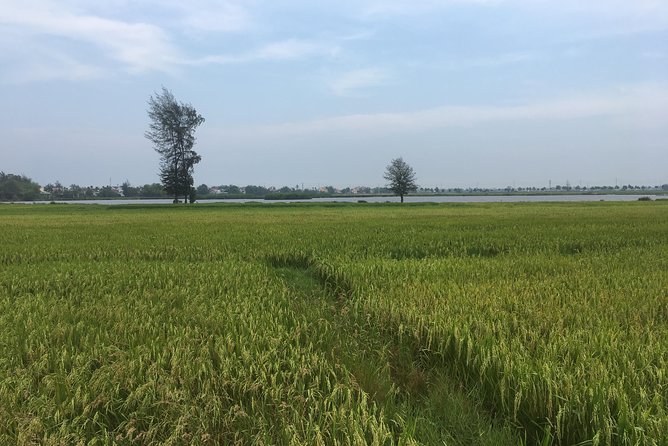 Hoi An countryside biking tour, water buffalo+ basket boat ride - Tra Que Vegetable Village and the farming lesson
