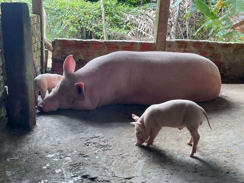 Hoi An: Countryside Villages and River Islands Private Tour - Tra Que Vegetable Village and the final meal