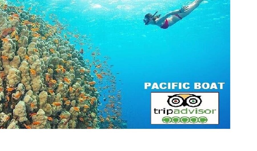 Hoi An/Da Nang: Snorkelling & Island-Hopping Speedboat Tour - Guides who stay in the water