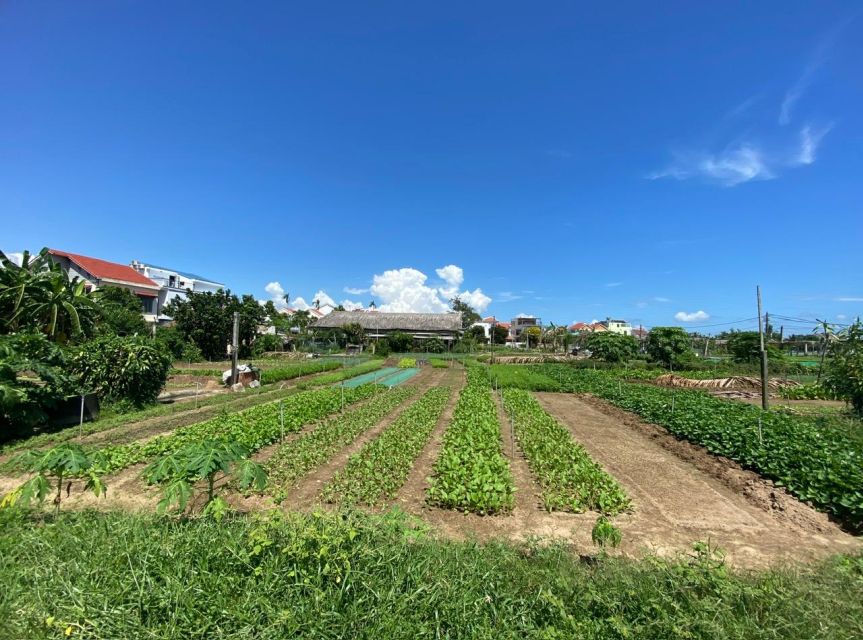 Hoi An: Rural Cycling Tour to Village with Basket Boat Ride - Rice fields, buffaloes, and the quieter side of Hoi An
