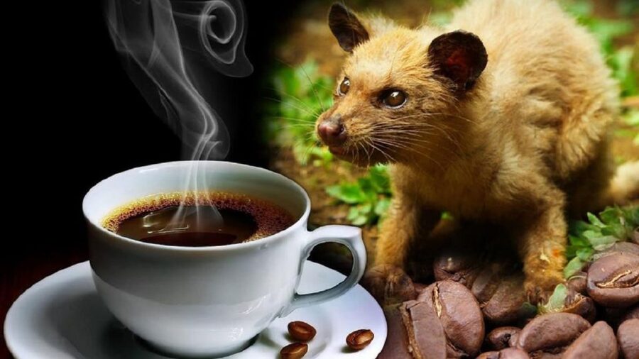 Hoi An: Vietnamese Coffee Culture and Coffee Making Class - Is this Hoi An coffee class worth booking?