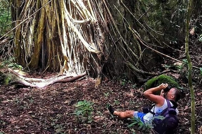 Land Tour 2: Discover the North - Kayaking & Starfish beach Phu Quoc (Not Lunch) - Walking among old trees in Phu Quoc National Park