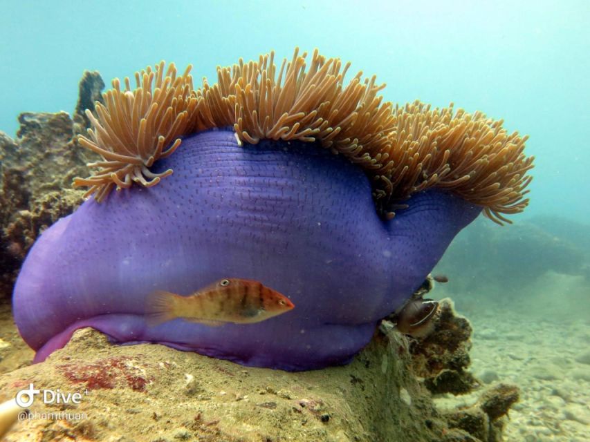 Nha Trang: Scuba Diving Experience for Non-Certified Divers - Who should book this experience