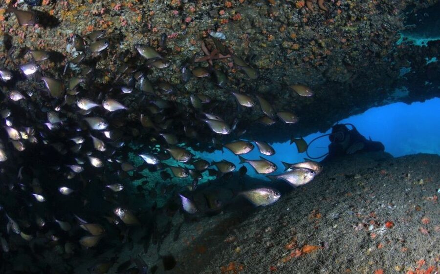 Nha Trang: Scuba Diving Experience for Non-Certified Divers - Leaving Nha Trang by modern boat