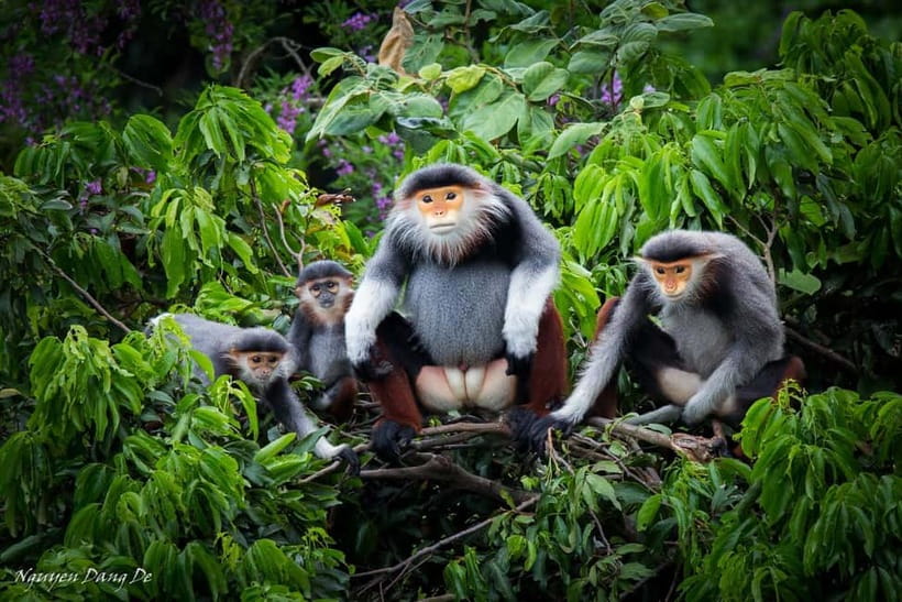 Ninh Binh: Cuc Phuong Jungle Hike & Wildlife Day Trip - The primate rescue center is the day’s strongest stop