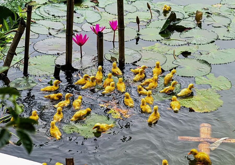 Ninh Binh: Rice planting and fishing by basket tour - Who will enjoy this experience most