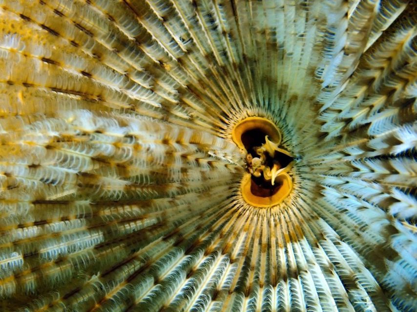Phu Quoc: Scuba Diving Experience for All Levels - What the $102 price really covers