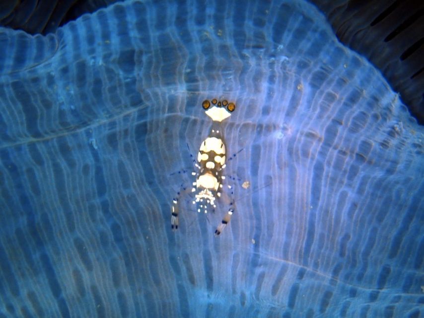 Phu Quoc: Scuba Diving Experience for All Levels - A 7:30 pickup and a boat-bound morning