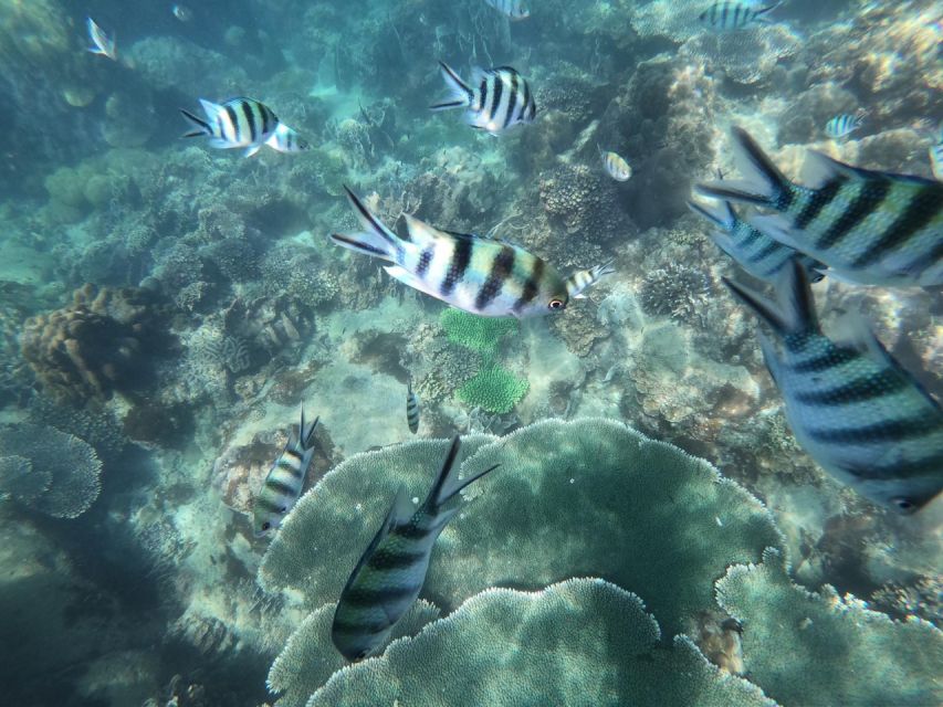 Phu Quoc: Speedboat Tour of 4 Islands with Snorkeling & BBQ - Buom Island is the strongest snorkel stop