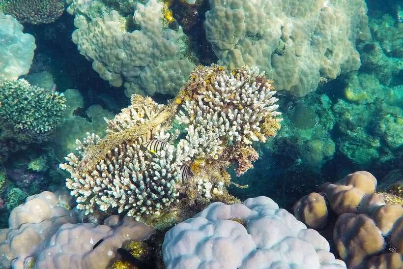 PHU QUOC TRIP 2: 2 ISLANDS BY BOAT - May Rut Island is the colorful but crowded finale